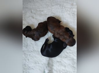 Havaneser mit Ahnentafel, geboren am 08.04