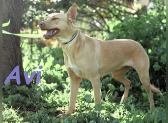 Avi 10/2021 (ESP) - aufgeschlossene und menschenbezogene Labrador-Podenco-Mix Hündin!