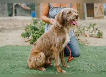 Curly, Mix Podengo / Labradoodle, lieb und sozial