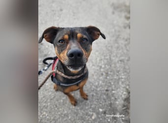 Fido SI – Ein aktiver Hund auf der Suche nach einem erfahrenen Zuhause