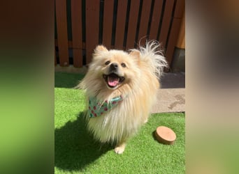 Barney2 SR – kleiner Charmeur sucht beständiges Zuhause