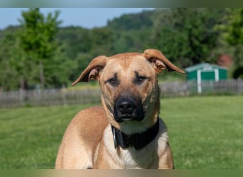 Nero sucht DRINGEND ein ZUHAUSE !