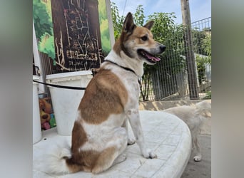 Iuko - lebensfroher Hundejunge sucht Körbchen. bei liebevollen Menschen