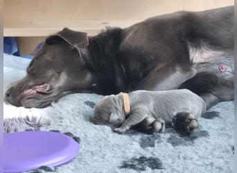 Labrador Retriever chacoral/Silber