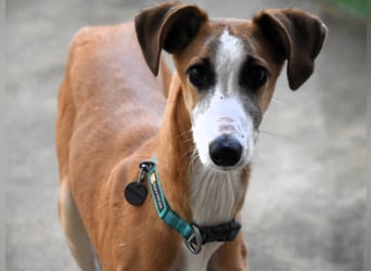 Dali 07/2024 (in Deutschland) - verspielter und neugieriger, wunderschöner junger Galgo!