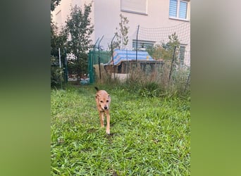 Mathilda ❤️ wartet in 90427 Nürnberg