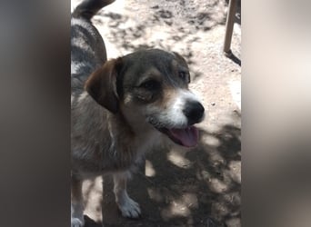 SIMBA - Traumzuhause gesucht