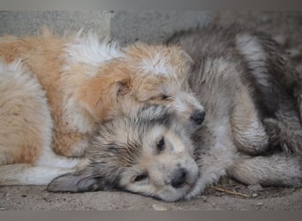 Kleiner Kiwi sucht sein Zuhause