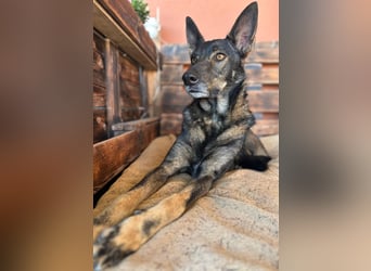 Draco