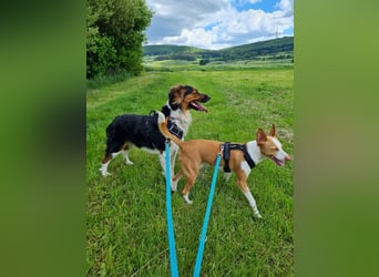 ❤️OLAF❤️ Bereits auf Pflegestelle in Deutschland