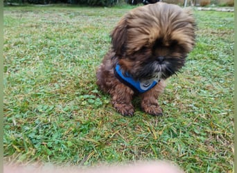 Shih tzu  Welpen