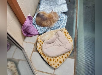 CHIWI- auf der Suche nach einem letzten, liebevollen Zuhause!