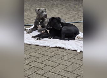 Zuckersüße xxl bully - pitbull hündin