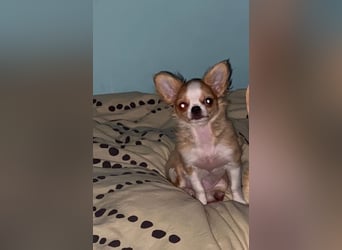 Süße, kleine Maus, sucht liebevolle Familie
