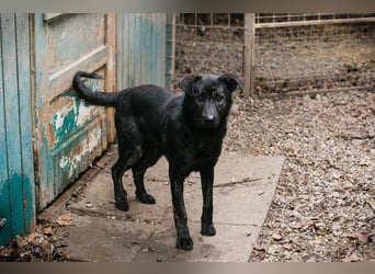 Madog: Sucht ein Zuhause
