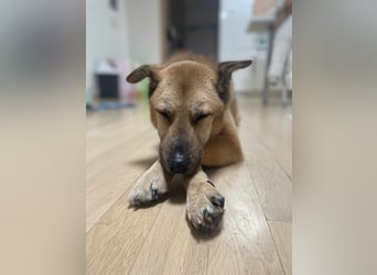 Rocco ,ein grosser, sanfter Mischlingsrüde, wünscht sich ein schönes Zuhause