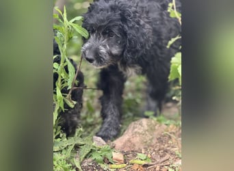Labradoodle Ich bin der letzte aus diesem Wurf
