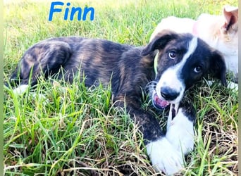 Finn geb. 05/2025 (ESP) - verspielter und charmanter, wunderschön gestromter Welpe!