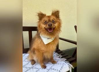 Tobi2 SR – unkomplizierter Sonnenschein sucht neues Glück
