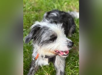Sonnenschein Greta sucht aktives Zuhause