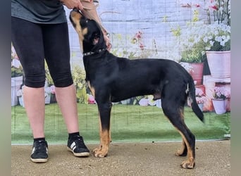 Anubis, fröhlicher Kerl sucht aktive Menschen