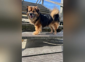Maks – klein, aber oho! (44869 Bochum)