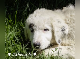 Apollo und Athena suchen ein Zuhause