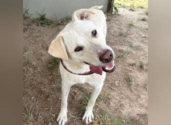 Jasmin- freundliche, menschenbezogene Labrador-Mix Hündin / zur Zeit noch in Rumänien