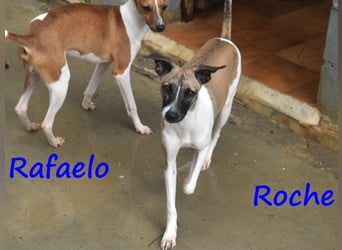 Roche 08/2024 (ESP) - verspielter und menschenbezogener Whippet Welpe!