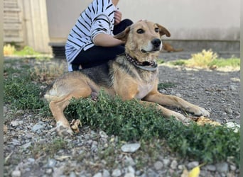 Hundemama Letty sucht ein Zuhause