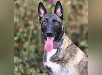 Kenya 10/2024 (ESP) - lebensfrohe und liebevolle, wunderschöne Malinois Junghündin!