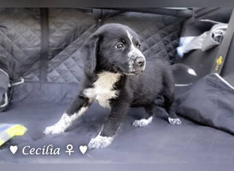 Cecilia, Cindy und Carla suchen ab Mitte Juli ein Zuhause