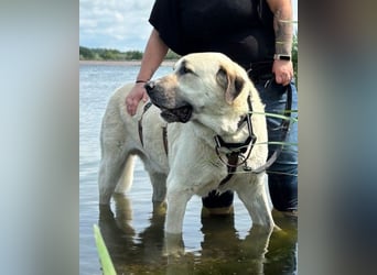 Riesen-Baby-Kangal ♥Ares♥ wartet schon in 99718 Greussen auf seine Für-Immer-Menschen