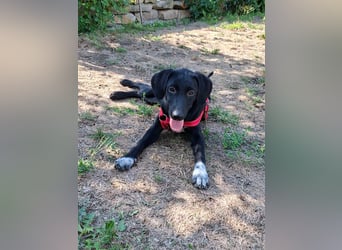 Clara,geb.03/25,verschmustes Hundemädel sucht ihre Familie,bereits auf PS in 67454 Haßloch/Pfalz