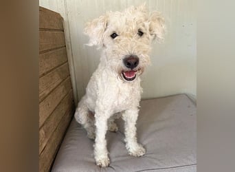 ❤️ zarte Hundeseele LUNA - 3,5 Jahre, 45cm - Puli-Mix