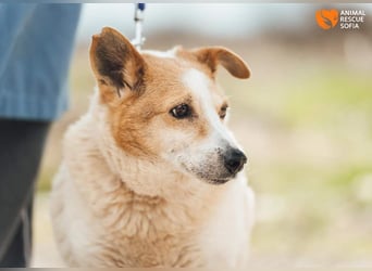 Mila - eine liebevolle Seniorin sucht warmes Körbchen aktuell in 58511 Lüdenscheid