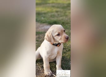 Labrador Welpen aus Körzucht