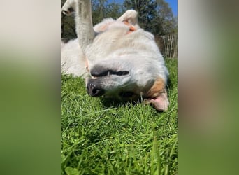 Sharky - Großer gemütlicher Bär sucht Familie zum Liebhaben (47839 Krefeld)