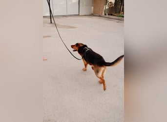Schäferhund Mix Scooby