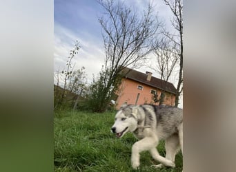 Lobo - wunderschöner Husky