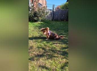 Winnie, Gnadenplatz gesucht, PS in 31633 Leese