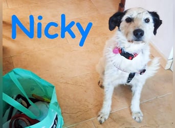 Nicky 01/2019 (ESP Pflegestelle) - braver, ausgeglichener und unglaublich lieber Bodeguero-Mix!