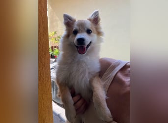 Wanda SR – Kleine Spitz-Prinzessin sucht liebevolles Zuhause