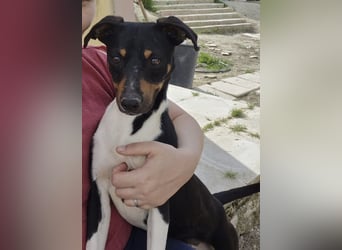 Rufus, wann bekommt er seine Chance?