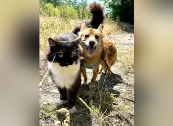 Seniorin Mona sucht ein ruhiges, liebevolles Zuhause für ihren Lebensabend