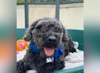 OTTO - Kleiner, freundlicher, Puli-Mix,allergikerfreundlich