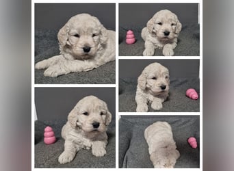 Goldendoodle Medium - noch 2 traumhafte Hündinnen abzugeben. Langjährige, überprüfte Zucht.