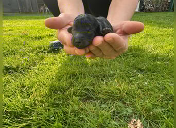 Welpen Pudel , Toypudel , Minipudel