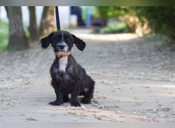 ♥HUGO♥ ab Ende Jun auf PS bei Duisburg - freundlicher und zugänglicher kleiner Jungrüde 29 cm