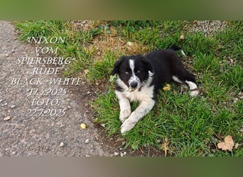 Border Collie-Welpen , black-,choco-,red-white und red-merle